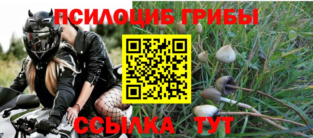 Псилоцибиновые грибы Psilocybe Ртищево